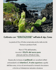 NULLI JEJU CACTUS CALMING CREAM