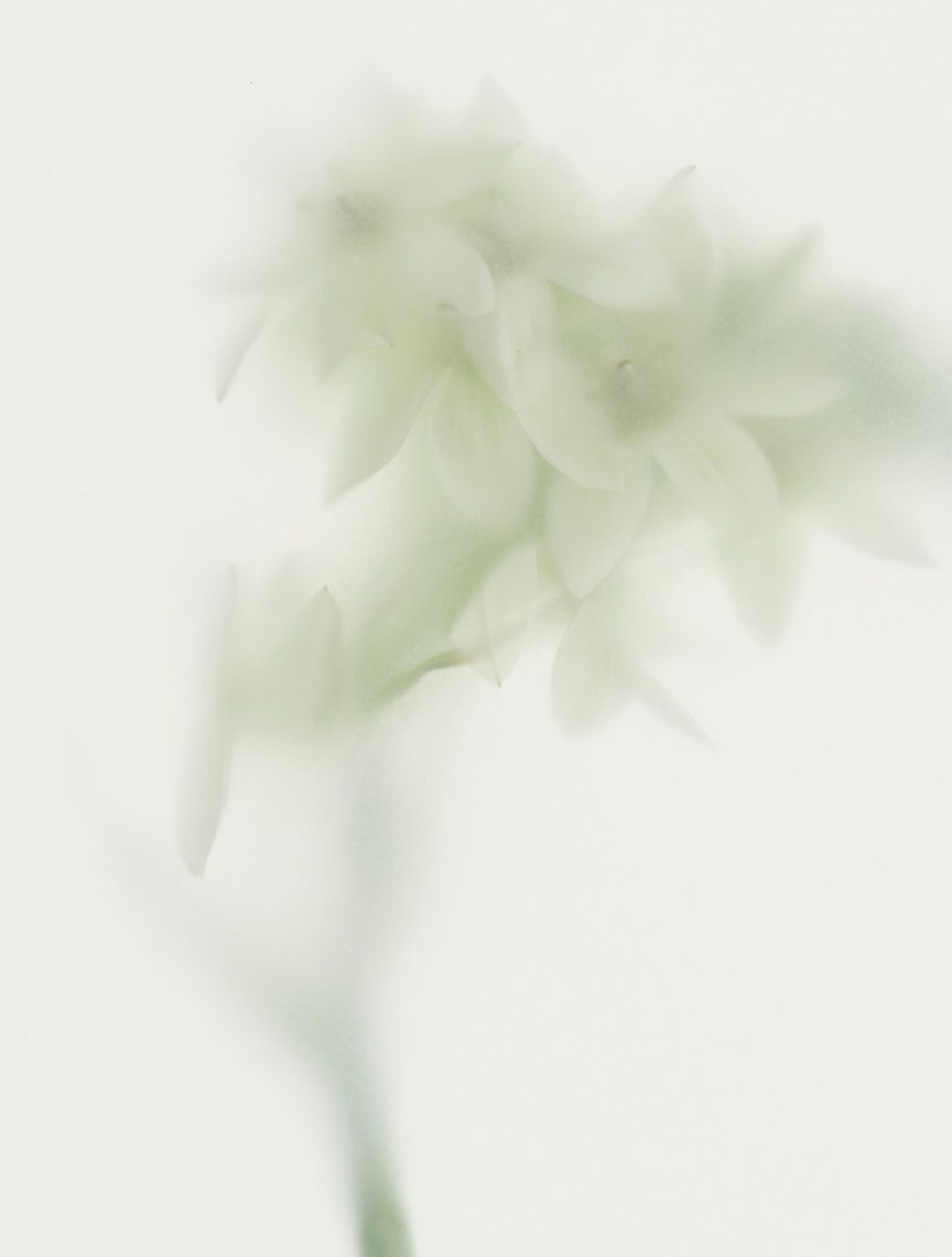 de mi flor 081 Fleurage Body Wash 250g